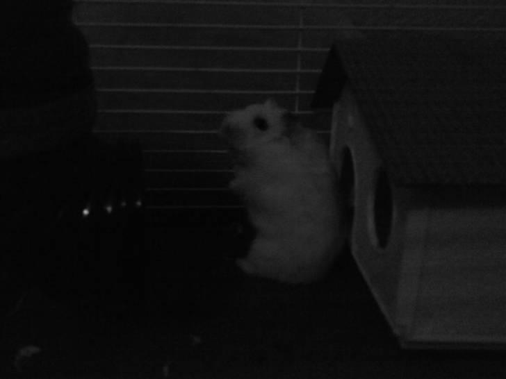 Dværghamster Bell0 billede 1