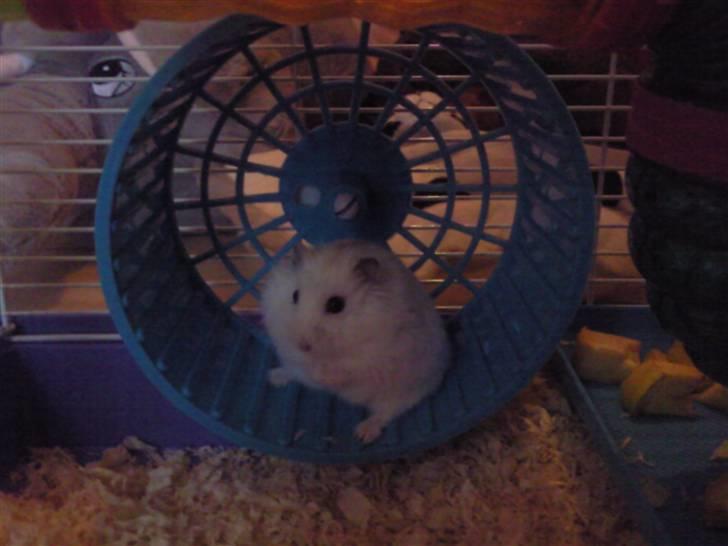 Dværghamster Bell0 billede 2