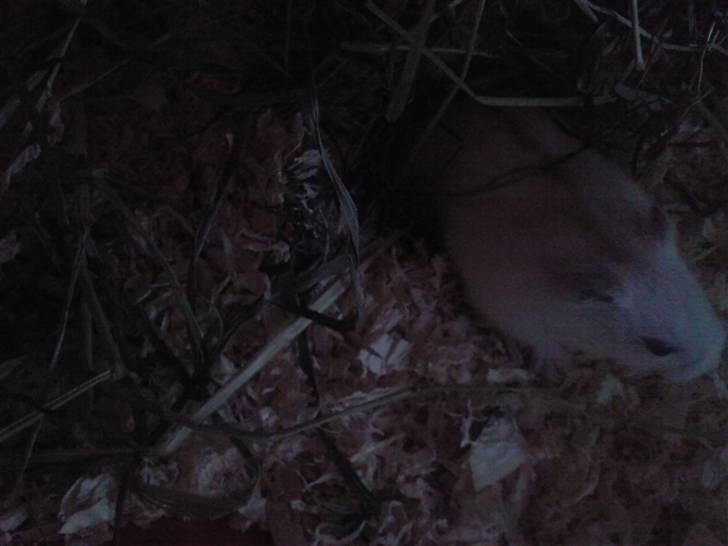 Dværghamster Bell0 billede 3