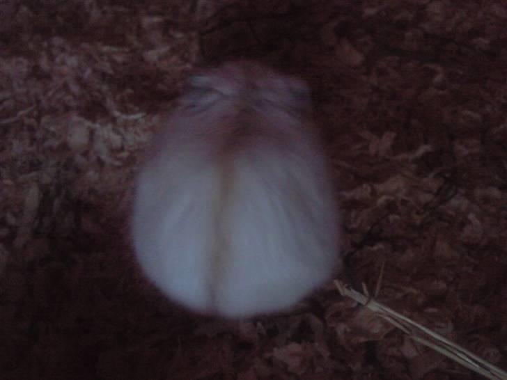 Dværghamster Bell0 billede 4