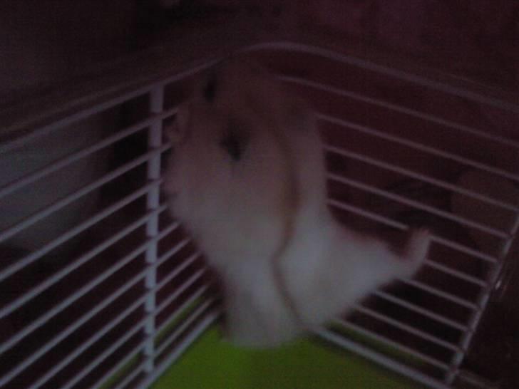 Dværghamster Bell0 billede 5