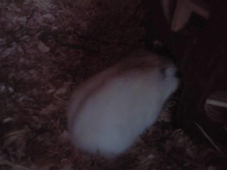 Dværghamster Bell0 billede 6