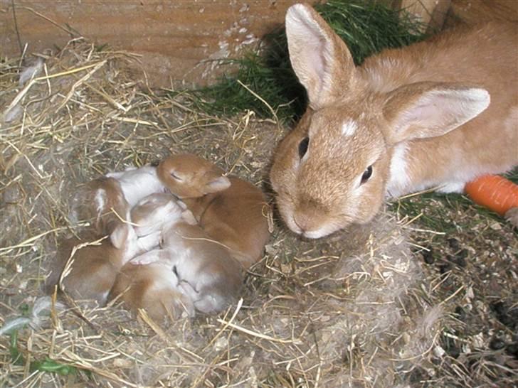 Kanin Noname<3*SAVNET* billede 8