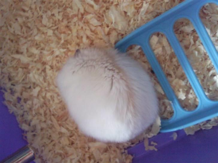 Dværghamster Bell0 billede 7