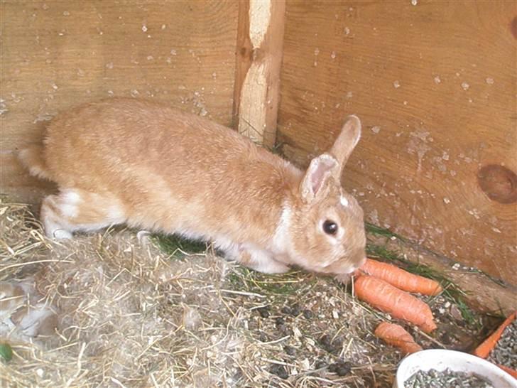 Kanin Noname<3*SAVNET* billede 9