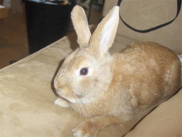 Kanin plys - i love christina billede 10