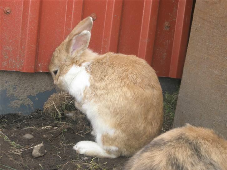 Kanin Noname<3*SAVNET* billede 10