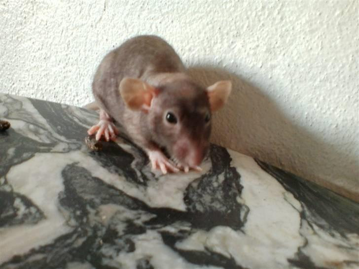 Tamrotte Hannibal billede 1