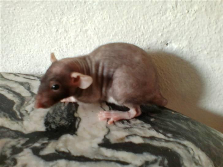 Tamrotte Hannibal billede 2