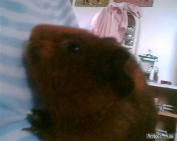 Marsvin Mars *død* billede 1