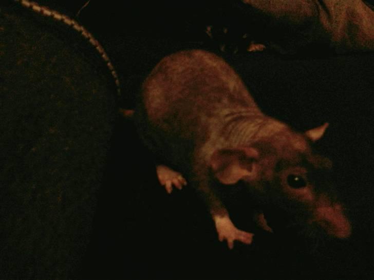 Tamrotte Hannibal billede 3