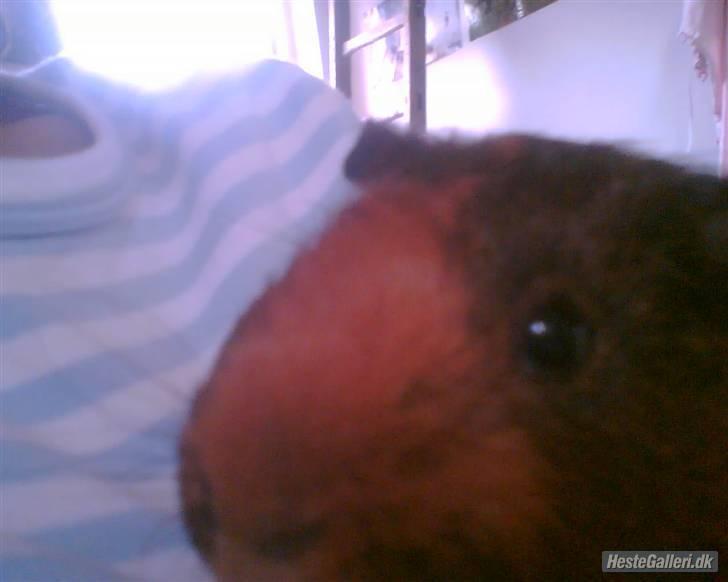 Marsvin Mars *død* billede 2