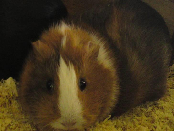 Marsvin Bims Junior X billede 1