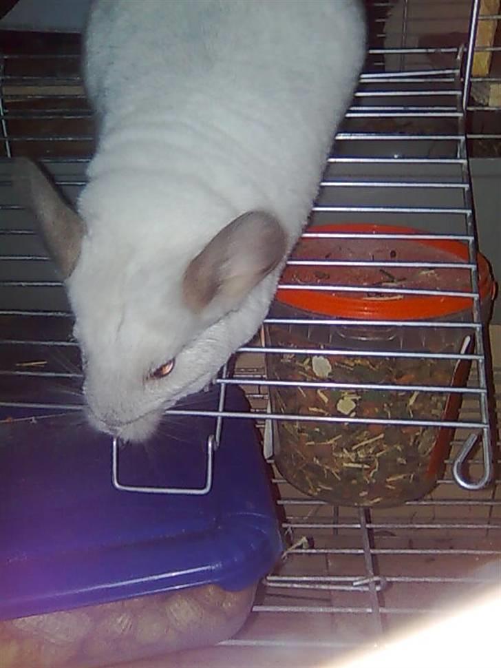 Chinchilla Kimberly R.I.P billede 12