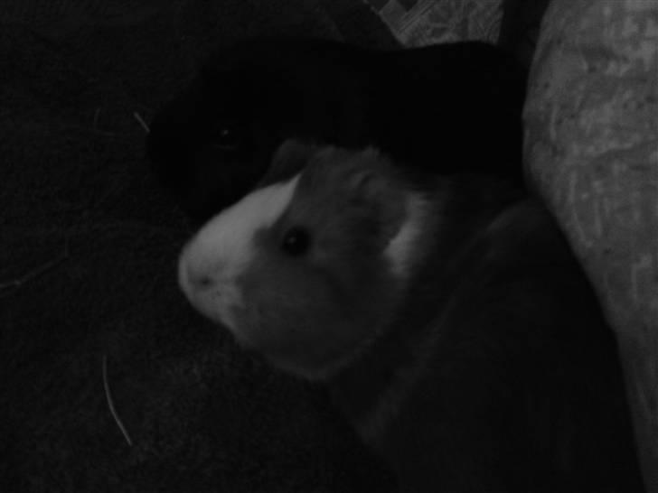 Marsvin Bims Junior X billede 2