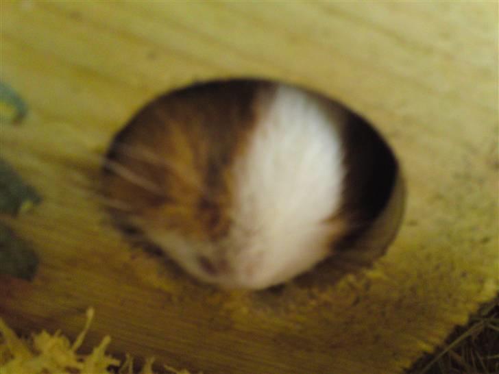 Marsvin Bims Junior X - Bims Juniors ´s næse :) billede 3