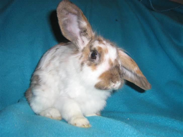 Kanin Josefine billede 1