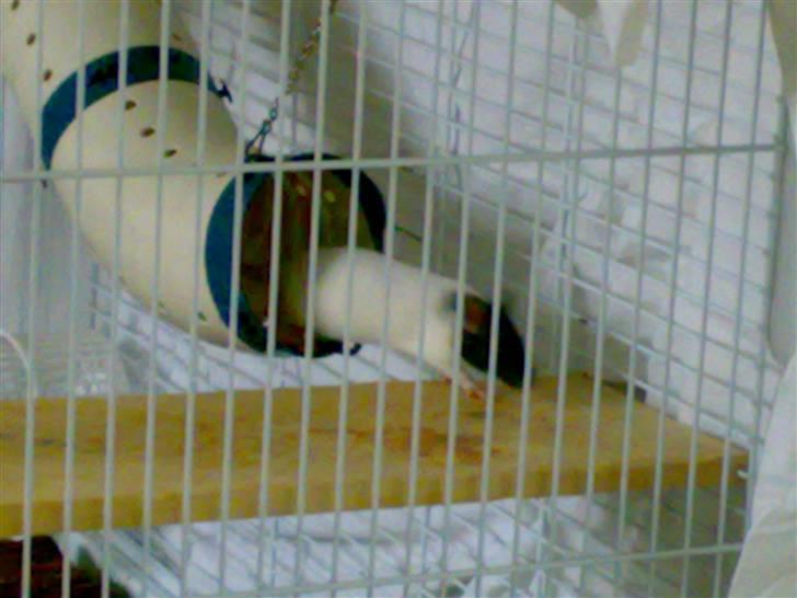 Tamrotte babs billede 1