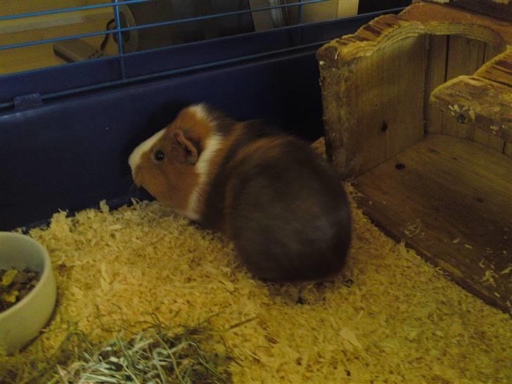 Marsvin Bims Junior X billede 4