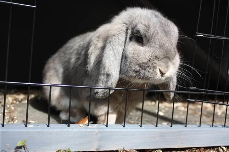 Kanin Juulgaardens | Gray billede 1