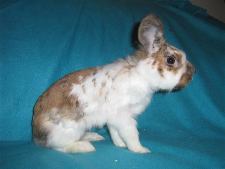 Kanin Josefine billede 2