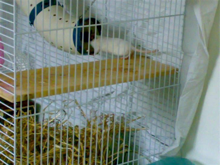 Tamrotte babs billede 2