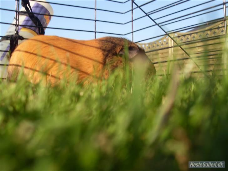 Marsvin stjerneskud (Død) billede 1