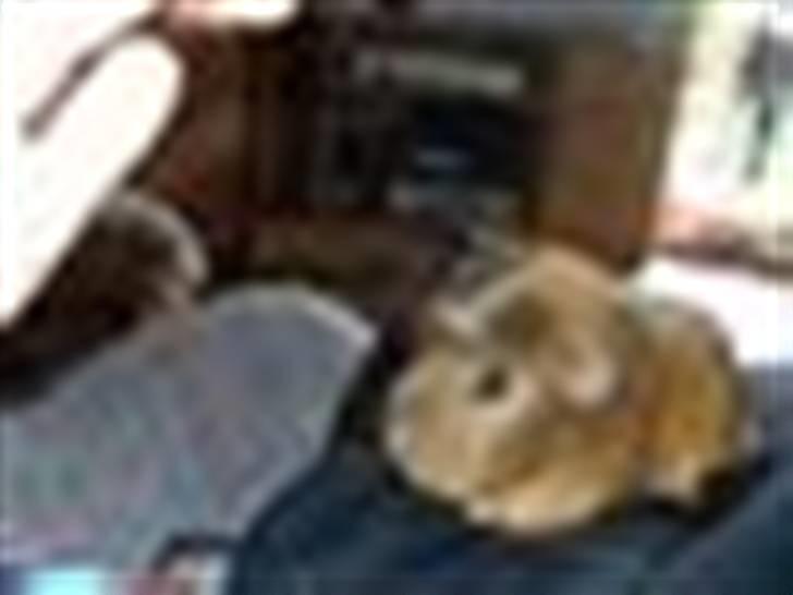 Marsvin stjerneskud (Død) billede 2