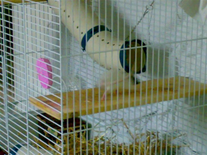 Tamrotte babs billede 3