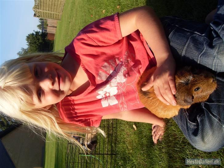 Marsvin stjerneskud (Død) billede 3