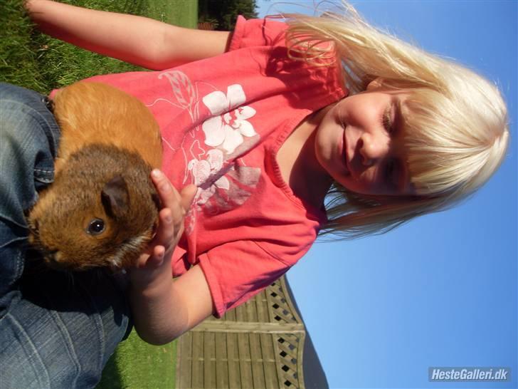 Marsvin stjerneskud (Død) billede 4