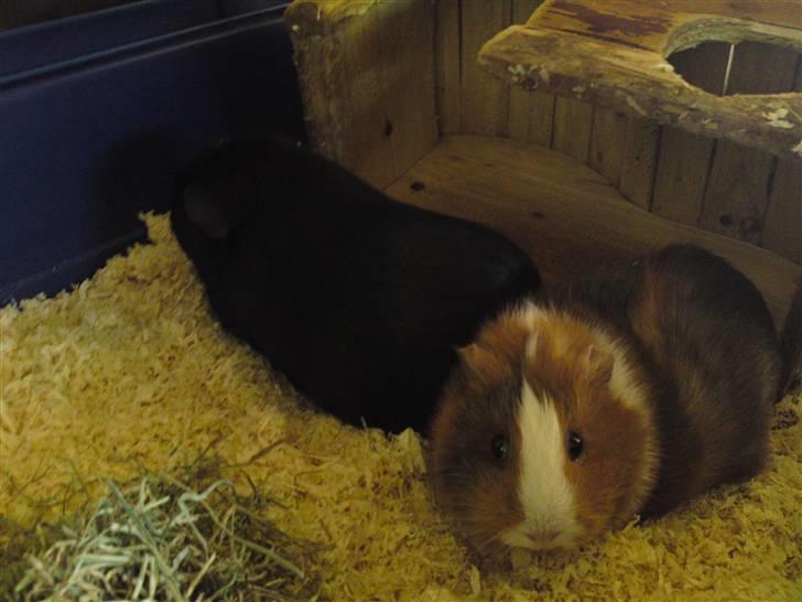 Marsvin Bims Junior X billede 5