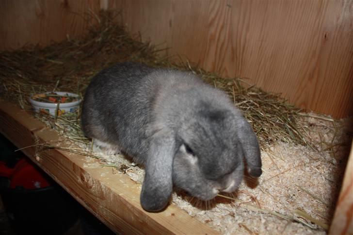 Kanin Juulgaardens | Gray billede 2