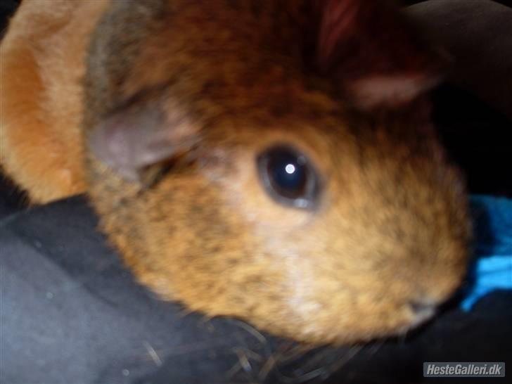 Marsvin stjerneskud (Død) billede 5