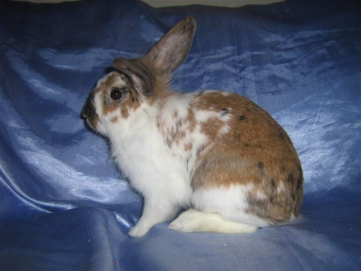Kanin Josefine billede 3