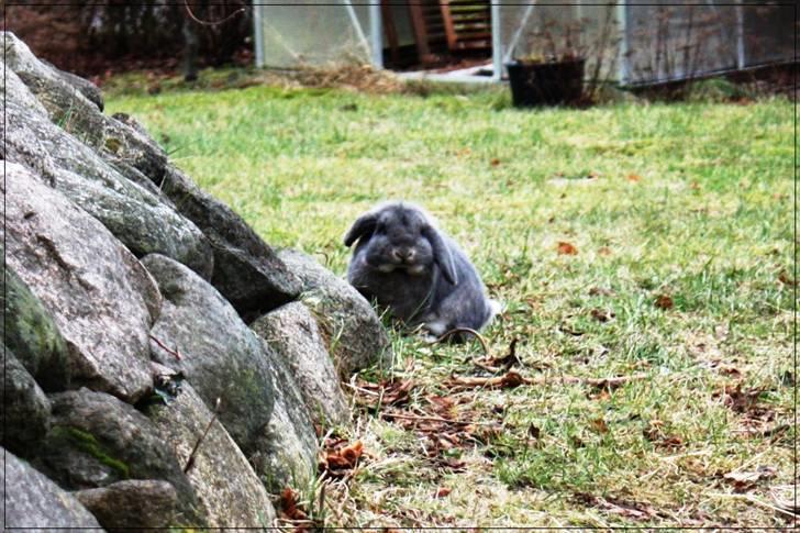 Kanin Juulgaardens | Gray - Manse udforsker haven :) billede 3