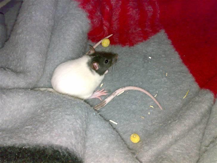 Tamrotte babs billede 4