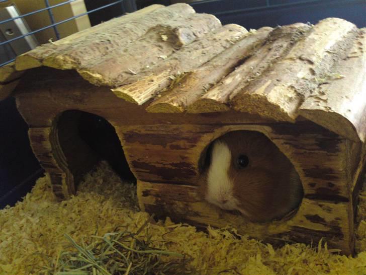 Marsvin Bims Junior X billede 6