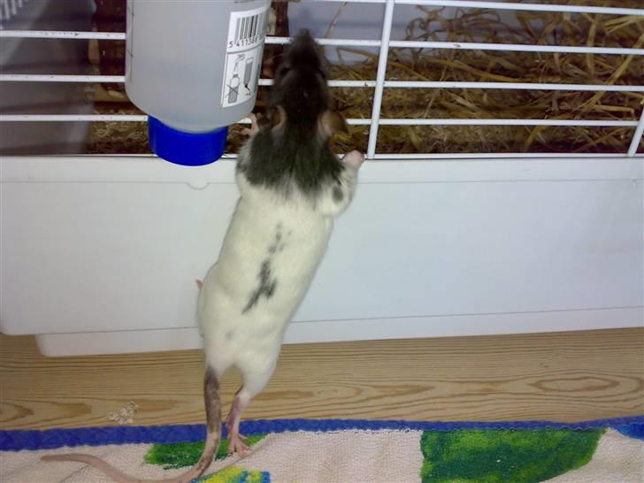 Tamrotte nutte billede 1