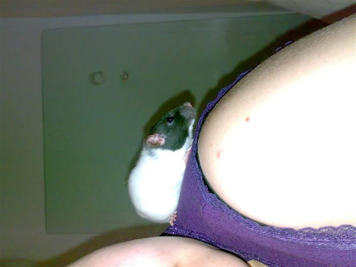 Tamrotte babs billede 5