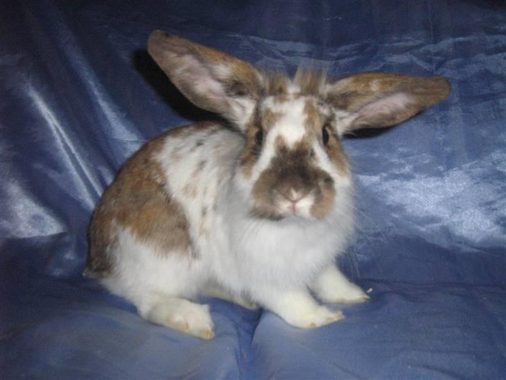 Kanin Josefine billede 4