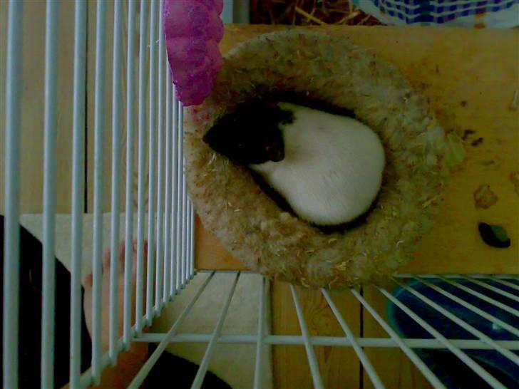 Tamrotte babs billede 6