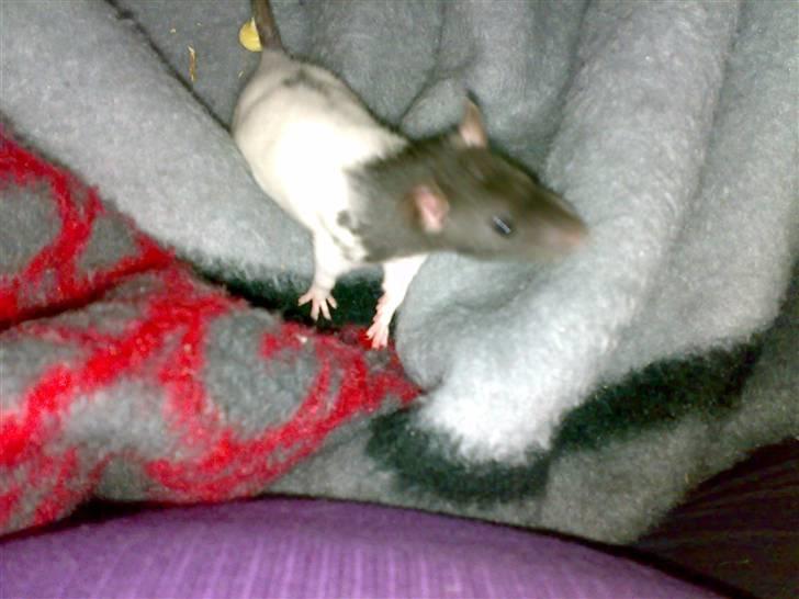 Tamrotte nutte billede 3