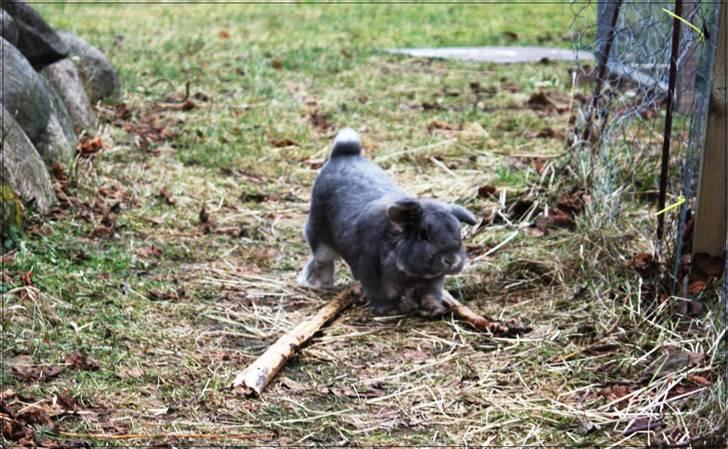 Kanin Juulgaardens | Gray - Hula hoopp :D haha billede 4