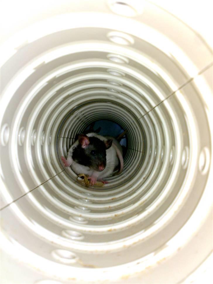 Tamrotte nutte billede 4