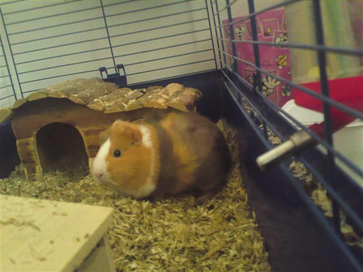 Marsvin Bims Junior X billede 7