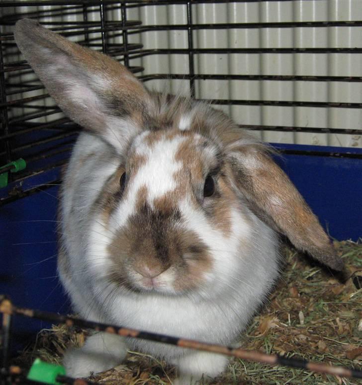 Kanin Josefine billede 5