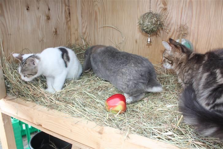 Kanin Juulgaardens | Gray billede 5