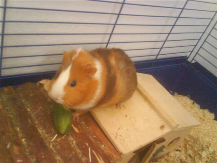 Marsvin Bims Junior X billede 8