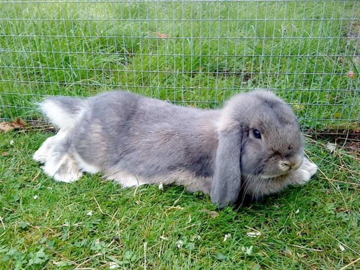 Kanin Juulgaardens | Gray billede 6